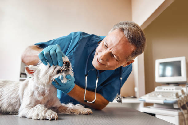 Best Urgent Tooth Repair  in Crow Agency, MT